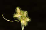 Dwarf umbrella-sedge